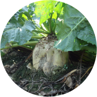 Sugar beet