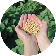 Soybeans