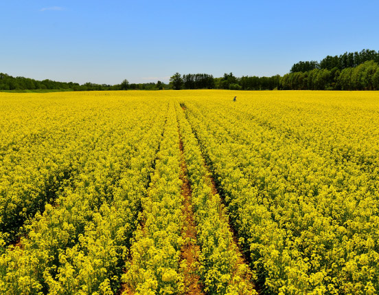 Agriculture