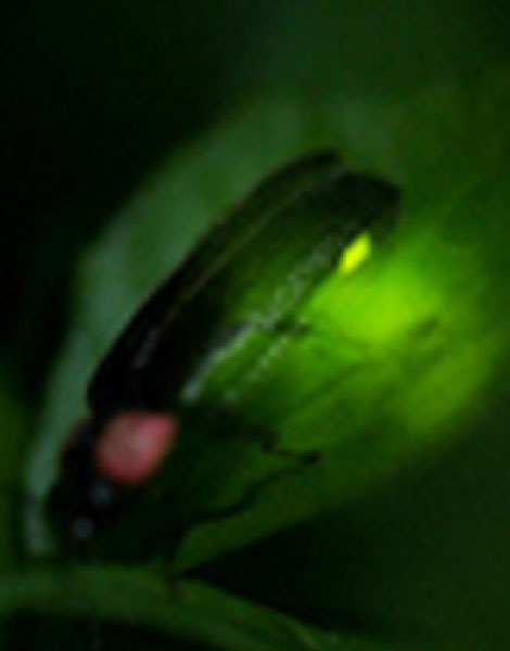 Moor onsen Dream fireflies viewing event