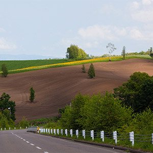 丘の道