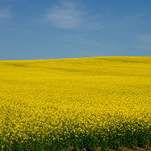 音更の菜の花畑