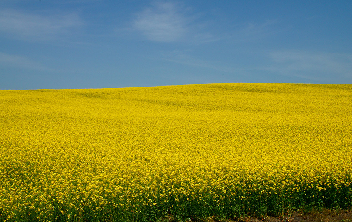 音更の菜の花畑